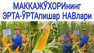 МАККАЖЎХОРИнинг ЭРТА-ЎРТАПИШАР НАВлари