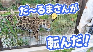 飼育員さんと『だるまさんが転んだ』で遊ぶジャガー😮‼️ユウキ♂2才【東山動植物園】2026.10.17