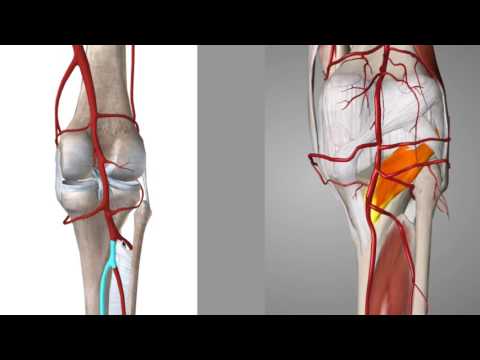 popliteal artery