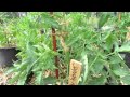 Determinate Tomatoes Tips On Fertilizing Pruning DON T And Staking TRG 2015 
