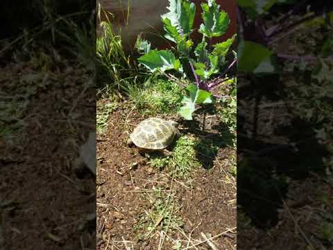 camera iphone 8 plus apk Roman the Russian tortoise foraging