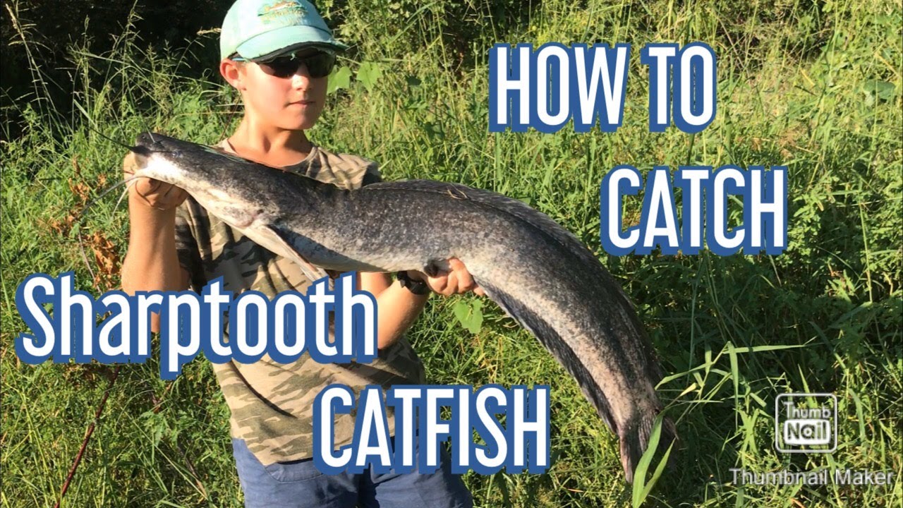 Targeting Massive Sharptooth Catfish on Dead Bait 