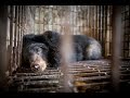 Help us end bear bile farming in vietnam