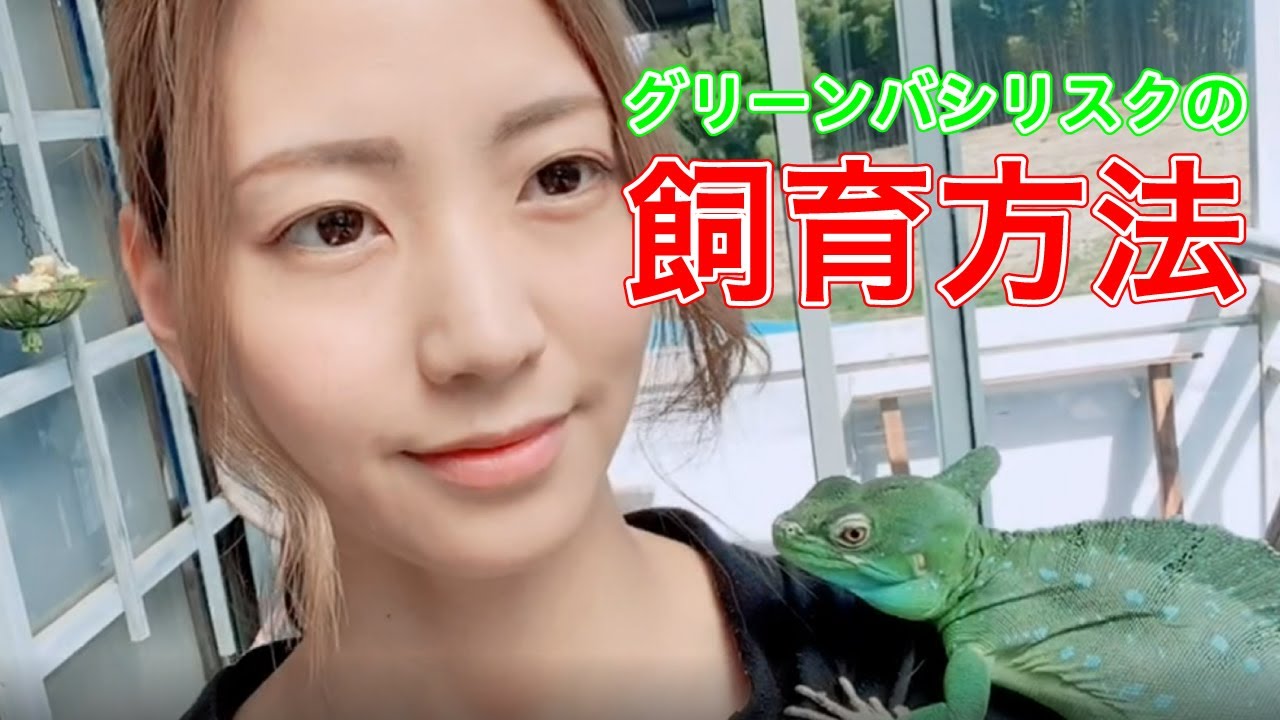グリーンバシリスクの飼育方法！ - YouTube