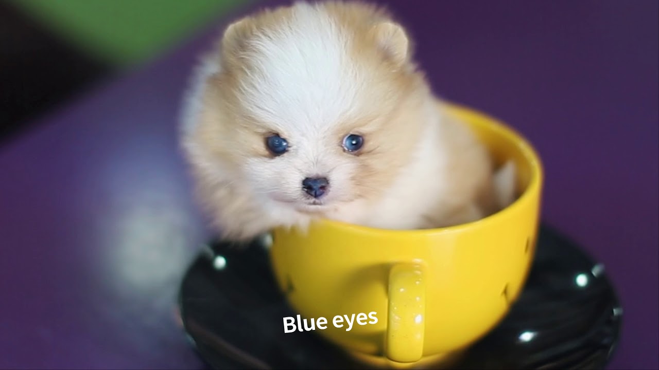 blue eyed pomeranian