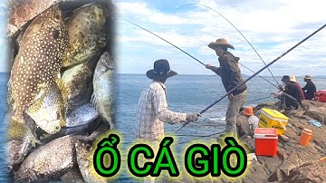 VUONG LT VLOG | câu cá biển | Hòn khô nhơn nhơn hải gặp cá giò _ cá củ