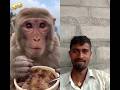 The monkey 🐵 kicked the man and he fell down 👇#funny #trending