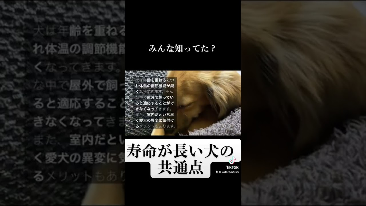 寿命が長い犬にはこんな共通点があります Shorts Youtube