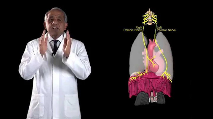 Funky Anatomy EXAM QUESTIONS Diaphragm