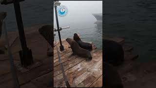 Seal Bull Saved From Rope #shorts