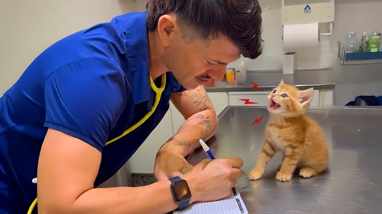 Cats Who Interrupt Their Own Vet Checkups 🤣 Funniest Cat Reactions!