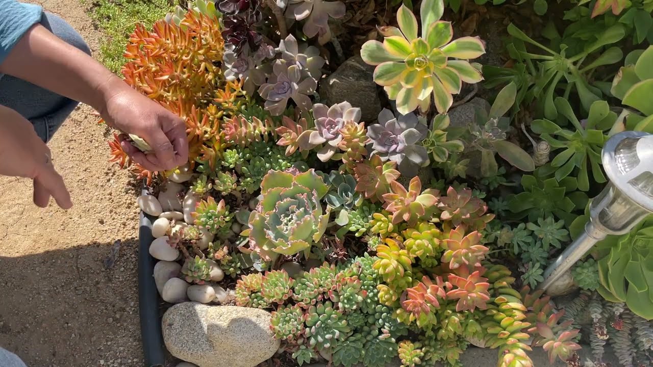 Sukulent vlog: Мы тщательно обрабатываем прекрасный сад