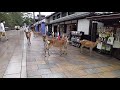奈良公園 鹿🦌 Deers in Nara Park