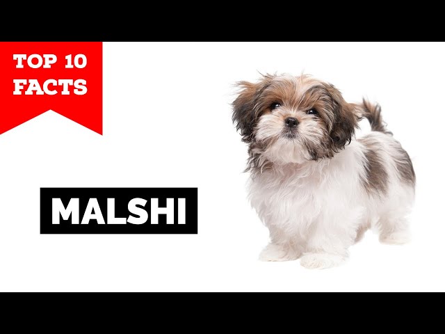 september Gå op Syge person Malshi - Top 10 Facts (Maltese Shih Tzu Mix) - YouTube