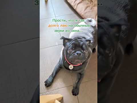 сколько часов в день должна спать собака? ищи ответ в блоге #собаки #кинология #воспитаниесобак