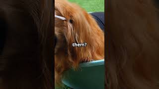 Can Animals Get Sunburned?