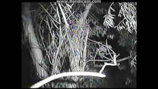 Starr Ranch Barn Owls 11/9/2012 ~ GHOW/BNOW  5:20 am pst