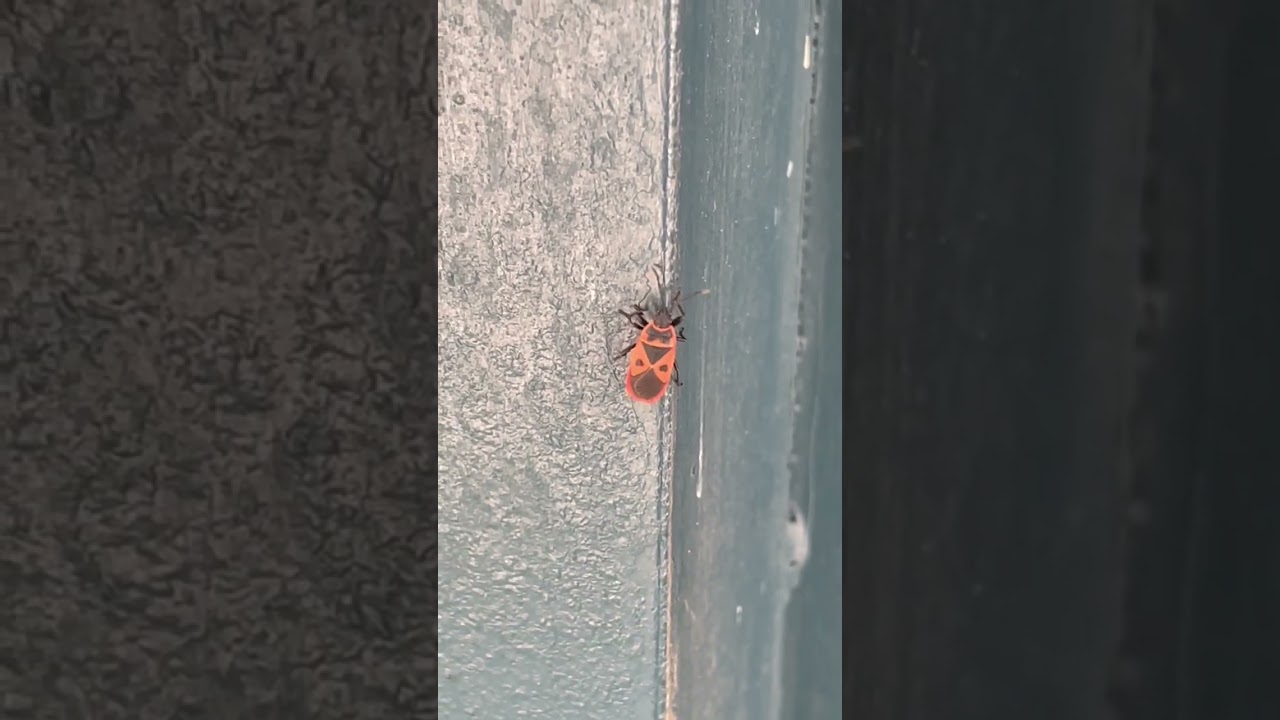 Close look at a firebug 
