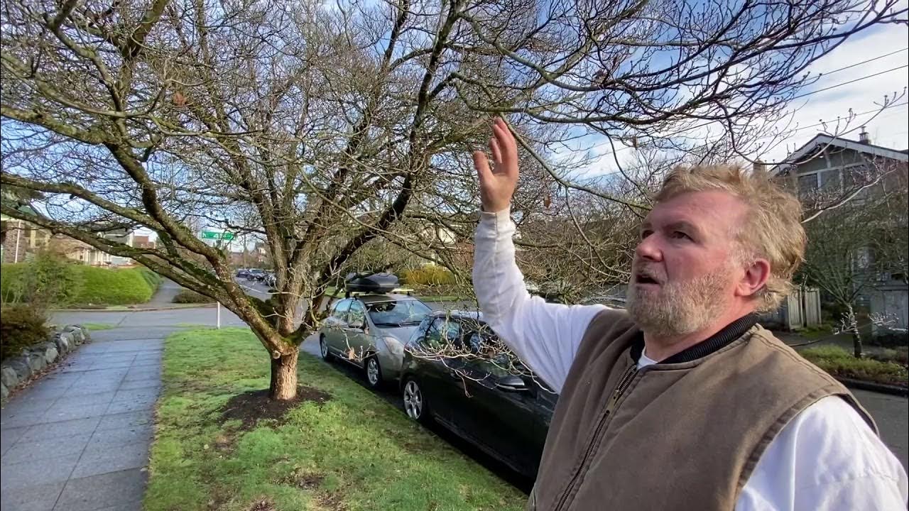 How to Prune Dogwood Trees & Shrubs Seattle Arborist Chip Kennaugh