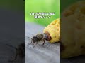 女王蜂は産み分け可能産卵マシーン #ニホンミツバチ #昆虫観察
