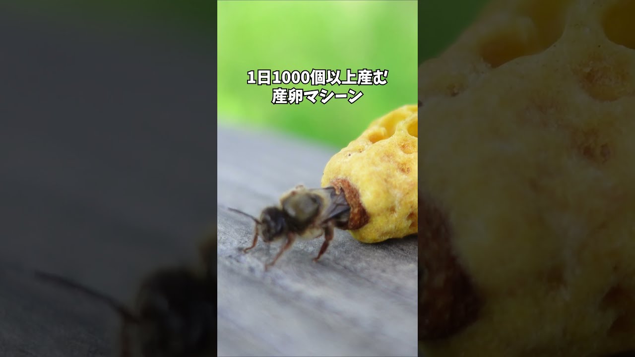 女王蜂は産み分け可能産卵マシーン #ニホンミツバチ #昆虫観察