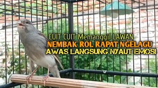kenari gacor panjang Cuit Cuit EMOSI, Pancingan Kenari Paud Belajar Bunyi, terapi AMPUH Kenari MACET
