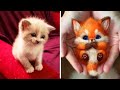 Cute baby animals Videos Compilation cutest moment of the animals - Animals Soo Cute!