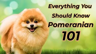 Pomeranian 101: Is It Right For You? by ANIMAL LYFE 344 views 6 months ago 2 minutes, 35 seconds
