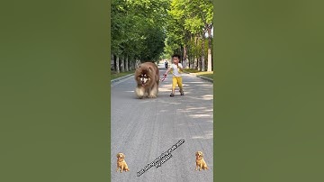 Animal Transformation. Before & After! 😎✨ #shorts #animals #animaltransformation