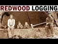 Redwood logging  1946  documentary on the giant redwood lumber industry in california