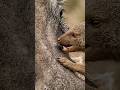 Mongoose vs Parasite! Nature’s Tiny Pig Doctor. #wildlife #nature #animals
