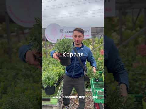 Брусника коралл и