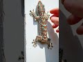 Why Tokay Gecko Has Short Tail? #shorts #reptiles #gecko