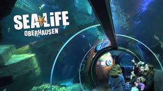 SEA LIFE Oberhausen - hier gibt es zahlreiche einzigartige Lebewesen unserer Flüsse und Meere