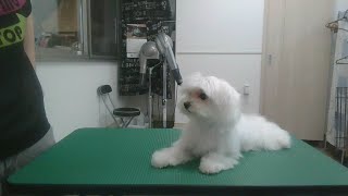【トリミング】マルチーズくん　カットコース　まったり『LIVE』20200613