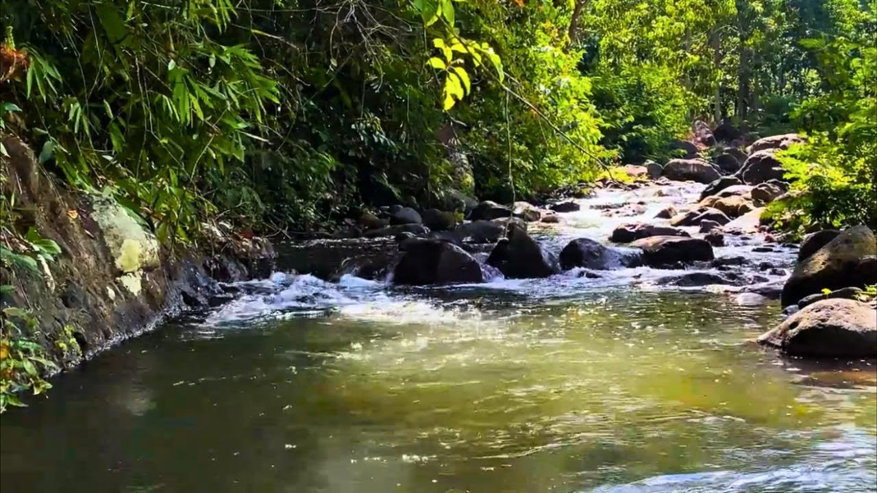 Shaded Forest River with Gentle Flowing Water and Natural Stone Pathway | Planet Walungan