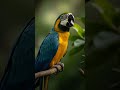 #DreamScreenAI #funny #birds #memes #parrot #cute #pets #dreamscreenai #shorts