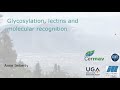 Glycosylation, lectins and molecular recognition