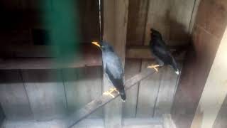 Jalak hitam / jalak kebo kawin di kandang koloni atau sistem umbar #jalakkebo #ternakjalakkebo