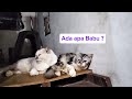 Kucing Lagi Tidur di Loteng