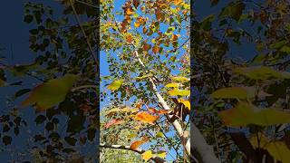 Acer Rubrum (red maple) 🇨🇦#outono