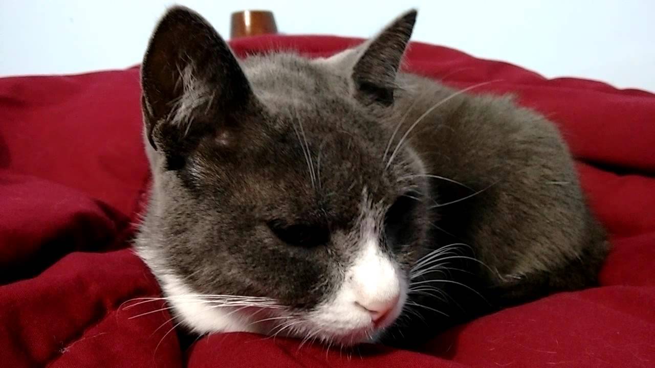 Petting my tuxedo cat in the bed YouTube