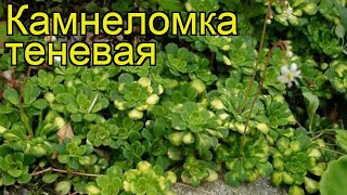Камнеломка теневая. Краткий обзор, описание характеристик, где купить крупномеры, саженцы Камнеломка теневая. Краткий обзор, описание характеристик, где купить крупномеры, саженцы