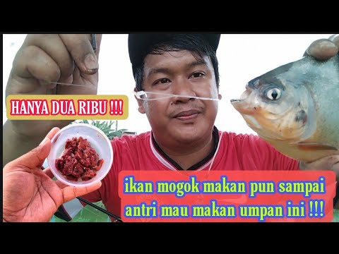LEPAS DARI KEBODOHAN !!! UMPAN EDAN HANYA DUA RIBU BISA KURAS EMPANG