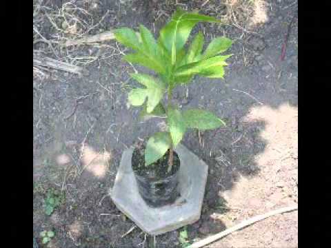 Jual Bibit Sukun di Bandung Jawa Barat Hub.08121605732 YouTube Jual Bibit Sukun di Bandung Jawa Barat Hub.08121605732 YouTube