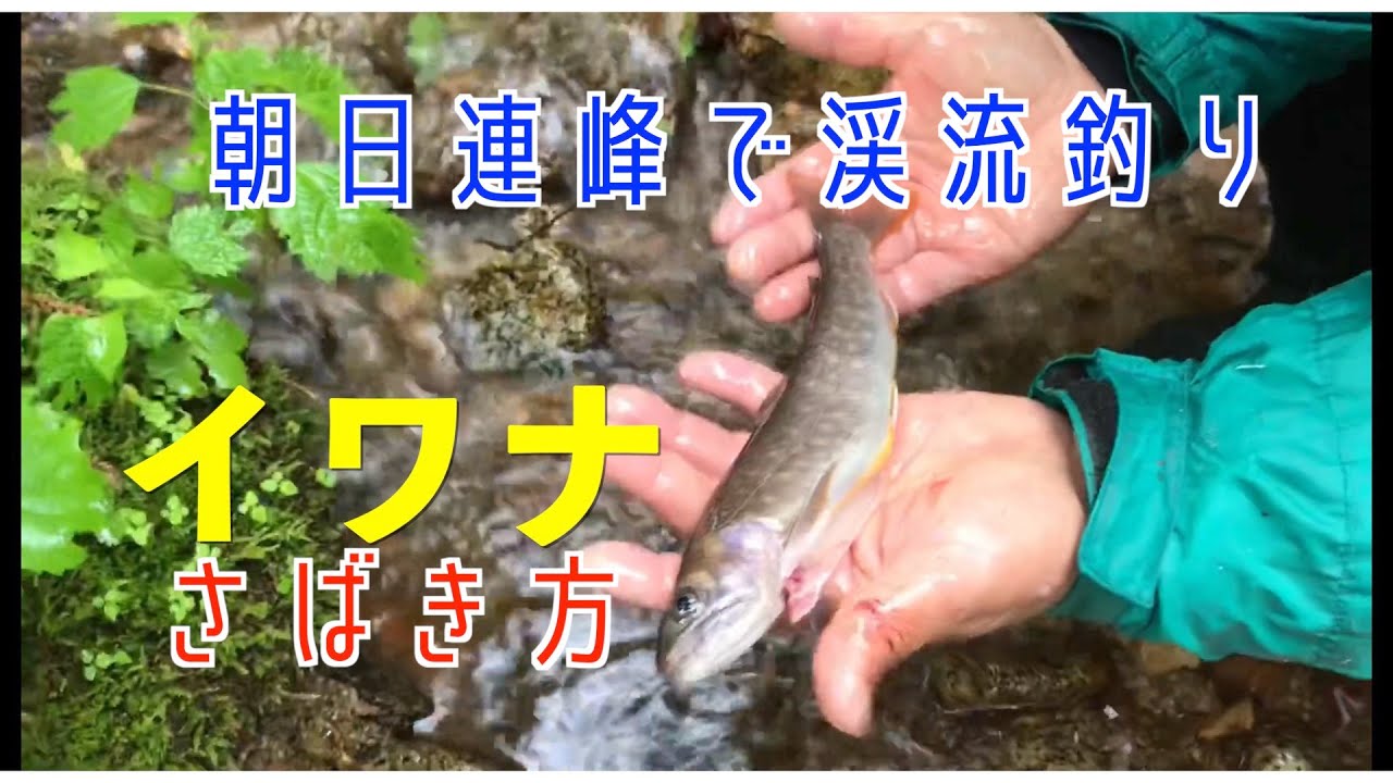 イワナのさばき方 朝日連峰で渓流釣り 山形県 イワナ Youtube