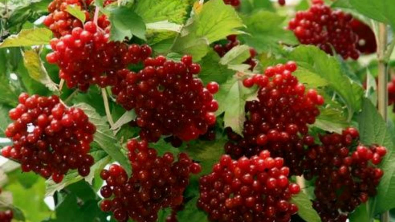 Показать листья калины