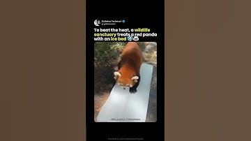 Red Panda Chilling on Ice Bed | Cutest Wildlife Moment Ever 🐼❄️🔥