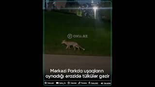 Foxes roaming in the area where children play at Central Park Foxes roaming in the area where children play at Central Park