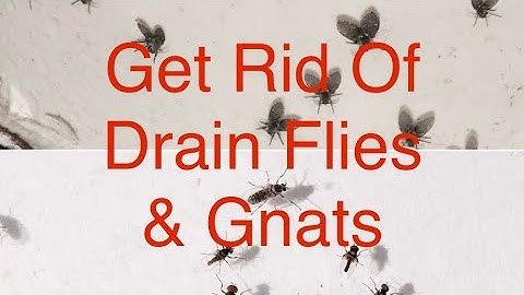 Get Rid of Drain Flies & Gnats Fast and Easy
